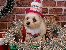 ５歳になったよ　気が強いのに甘えん坊なマルチーズの「いと」