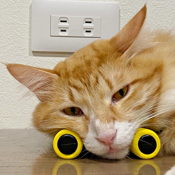 まったりくつろぐ成長したぐりくん（画像提供：chachamaru.fufuさん）