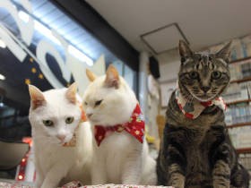 昭和感漂う貸本屋の看板猫　助けてもらった恩返しに服着て福招き