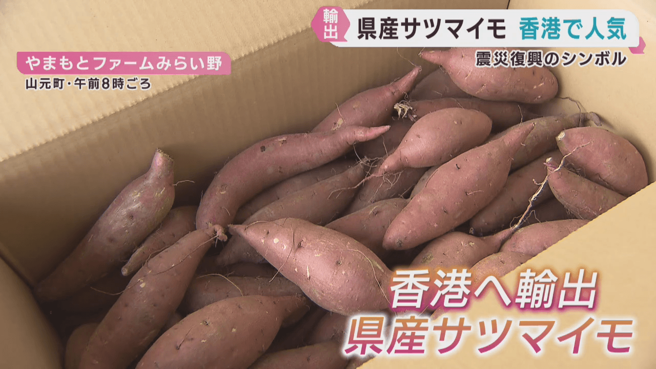 香港で人気　宮城・山元町産のサツマイモを輸出
