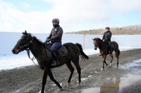 馬のトレーニングをするスタッフたち=2026年2月19日、北海道浦河町、高久潤撮影