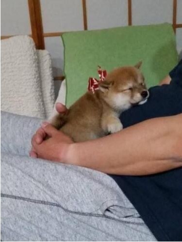 家にきたころの「いちこ」