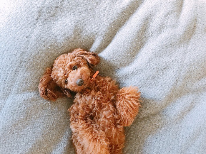 甘えん坊全開なヴィヴィちゃん