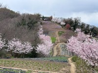 香川県三豊市の志々島