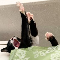 冷蔵庫の上があったかいのでお気に入り