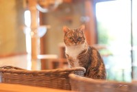 一番人気の「きなこ」。お尻をトントンされるのが大好き