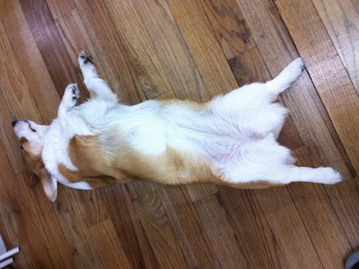 「こんな姿を見たらみんな和むよね」ｂｙジョブス（エウレカ提供）