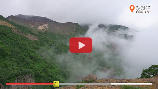 #360蔵王エコーライン③駒草平