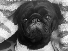 毛布からゴソゴソ出てきた寝起き姿にキュン　家族を笑顔にするパグの「源太」