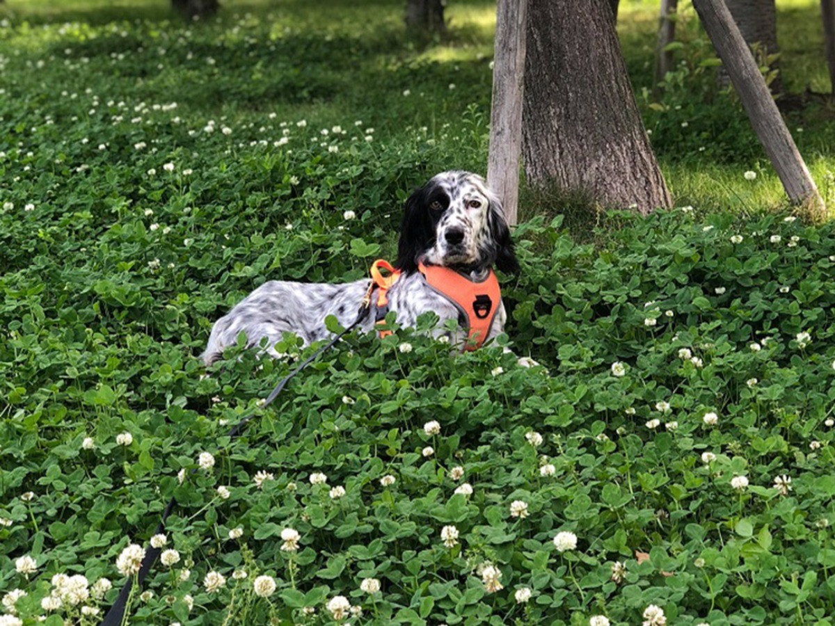 墓地に捨てられ 人を恐れた犬 譲渡早々 散歩中に逃走 犬 猫との幸せな暮らしのためのペット情報サイト Sippo