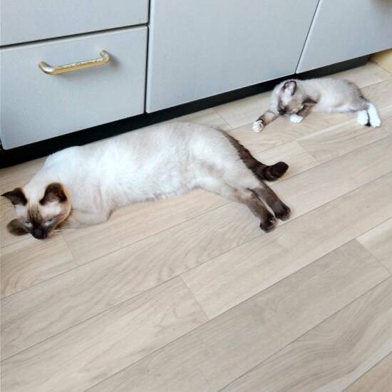 凛ちゃん（左）の横はアル。今はハルノ君として幸せに。ハルノ君のママは「ヘルバ（亜妃）さんは愛情深く、自然とケアの必要な猫ちゃんがやってくる。まるで猫ちゃんがヘルバさんを選んでみたい」と話していた（亜妃さん提供）