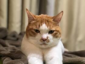 sippo（シッポ）｜犬・猫との幸せな暮らしのためのペット情報サイト