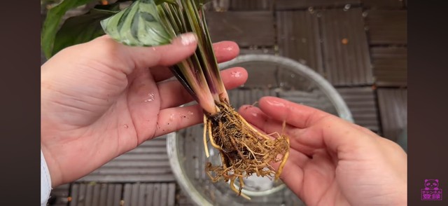 新たに購入した苗の根／「くまパン園芸 KOBI's Houseplants Life」（@kumapan）提供