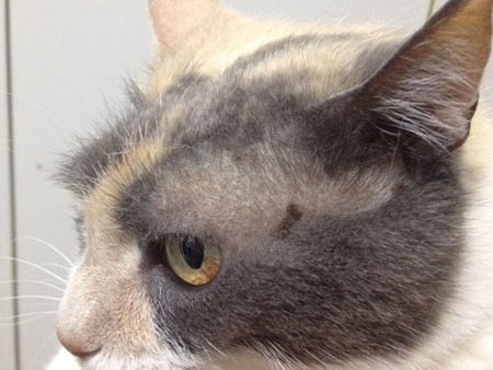 「野良猫対策」について、ALIVEが１１３自治体アンケート