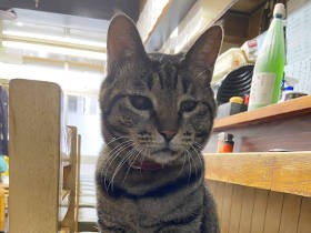 59年愛され続ける焼き鳥屋さんの看板猫　目に障害があっても、接客術はピカイチ！