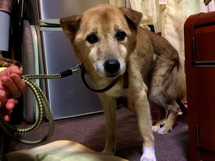 怖がりで臆病なシンタ