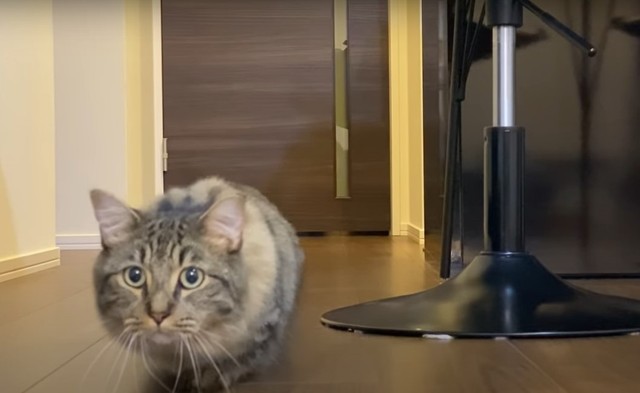 ④ついに、ゴール。終始真顔だったれむちゃん/①～④短足猫のれむちゃん（@remupichi）さん提供・動画よりキャプチャ撮影