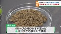 特別な餌を実用化へ