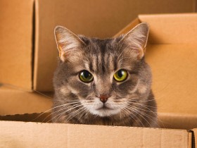 “猫は家につく”って本当？　猫を連れた引っ越し　事故なく安心して行う方法を伝授