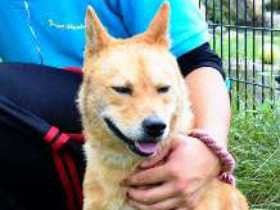 災害救助犬「夢之丞」、再びレスキュー出動　福岡へ