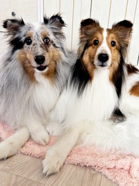 仲良し姉妹（左から）ラピスちゃん、ネルちゃん（画像提供：アクラピネルさん）