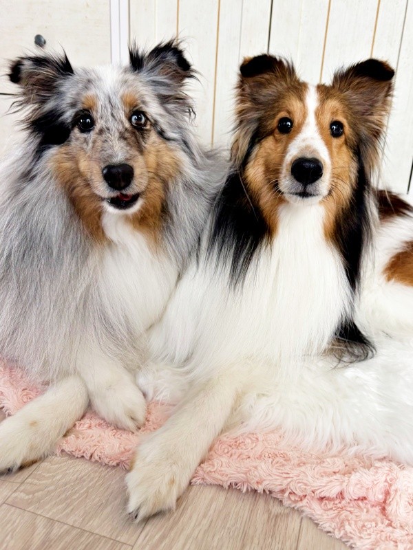 仲良し姉妹（左から）ラピスちゃん、ネルちゃん（画像提供：アクラピネルさん）