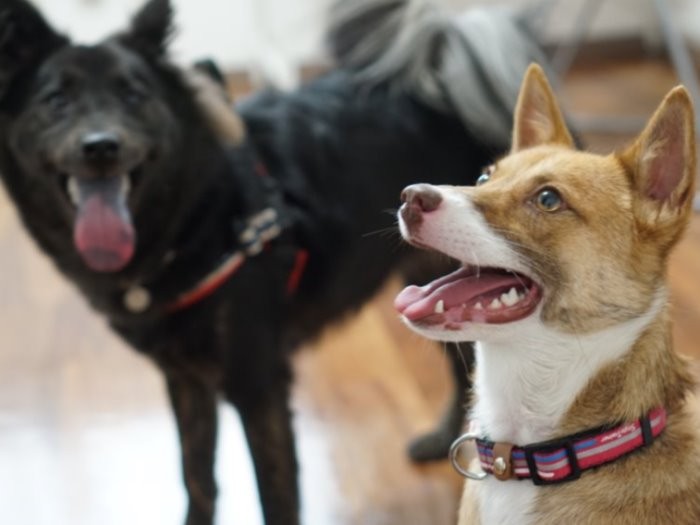 トライアルが決まったかでな（左）とレイラ