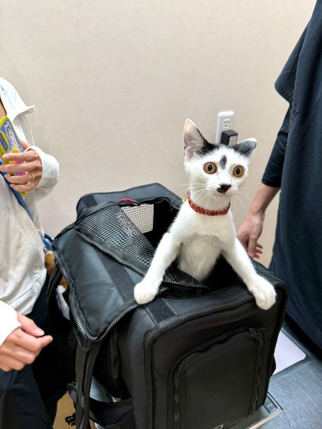 動物病院に連れてこられた猫として100点満点の表情を見せるコマちゃん（提供：川崎順平🪄連載準備中さん）