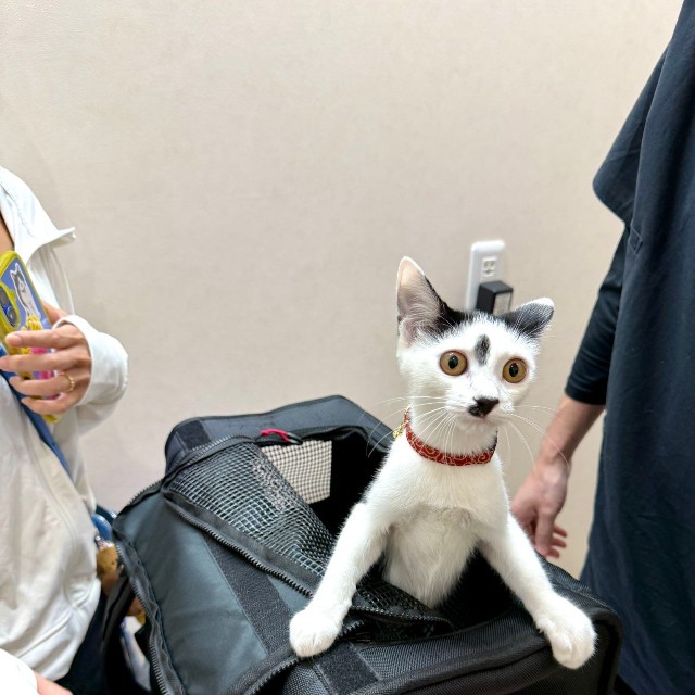 動物病院に連れてこられた猫として100点満点の表情を見せるコマちゃん（提供：川崎順平🪄連載準備中さん）