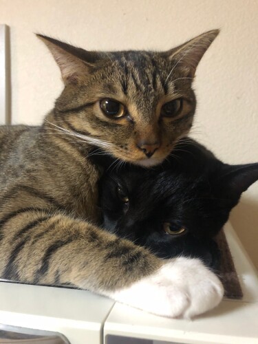 「２人仲良く、ママの心もぎゅーってするよ」（シロミさん提供）