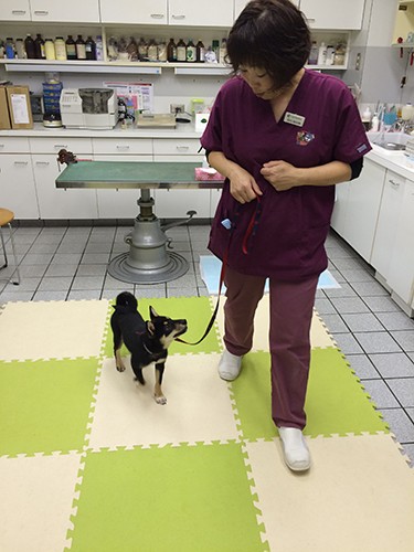 アイコンタクトを取りながら歩く練習（前村さん提供）