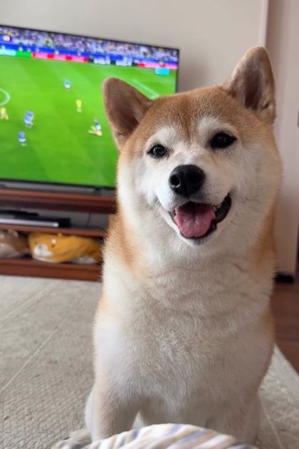 もう待てないよ！」あの手この手でおねだりする柴犬が可愛すぎる 最後