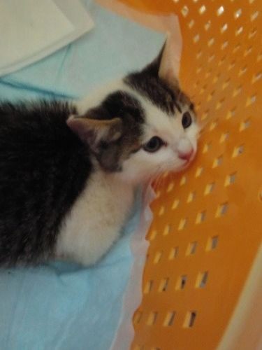 先住ちぃーは、息子の喬平さんが小学生の時に虫取り網で保護した（提供写真）
