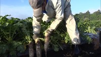 みずみずしさと甘みが特徴　新見市で「カルストだいこん」の出荷始まる　岡山
