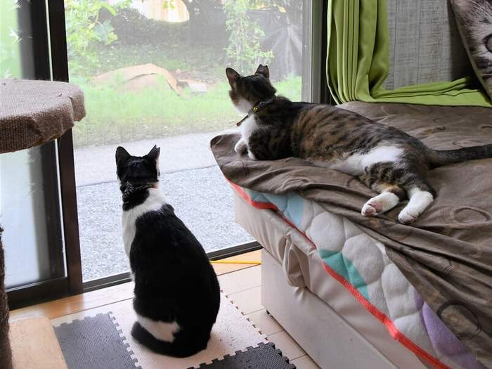 猫専用の部屋から外を眺める２匹