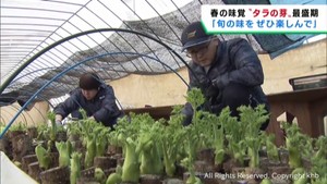 春の味覚タラの芽の収穫が最盛期　宮城・大崎市