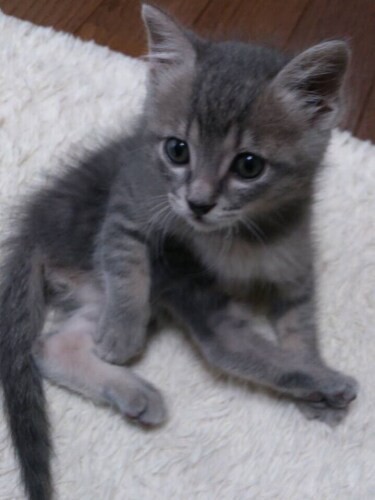 家にきたころの「ラムネ」