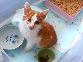 猫は適応能力が高い？　「家には帰りたくない…」キャンピングカーに慣れるまで