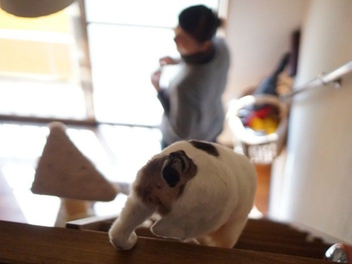 階段を降りるカツオ　「おしりの模様がイケてるだろ」