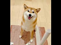 にっこり笑顔を見せるまろんちゃん。次の瞬間ーー（画像提供：シヴァイヌ まろんさん）