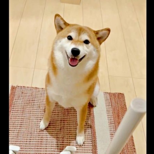 にっこり笑顔を見せるまろんちゃん。次の瞬間ーー（画像提供：シヴァイヌ まろんさん）