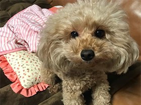 おはよー！ 朝のあいさつ　トイプードルの「あずき」