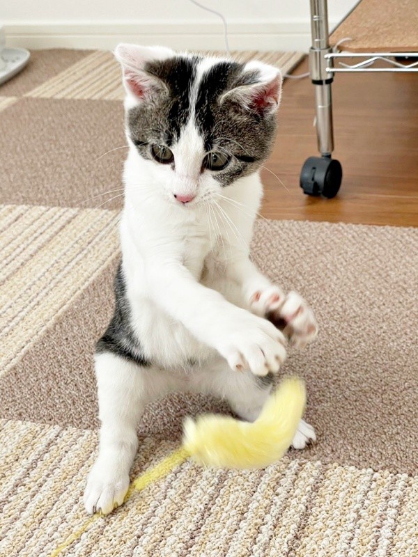 おもちゃで遊ぶしおちゃん（画像提供：猫のしお むすび 飼い主はろでさん）