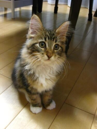 家にきたころの「Ryo」