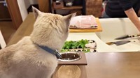 飼い主さんが魚を捌くのをじっと見つめるくうちゃん（画像提供：無重力猫ミルコのお家さん）