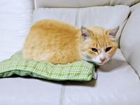 のんびりとくつろぐフータくん（画像提供：ナオとフータさん）