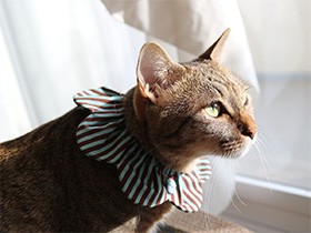 抱っこ大好き、廊下でせがむ保護猫の「シャンプー」