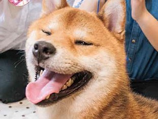 しからずに、してほしいことを教えて　柴犬流　シカトの極意⑥