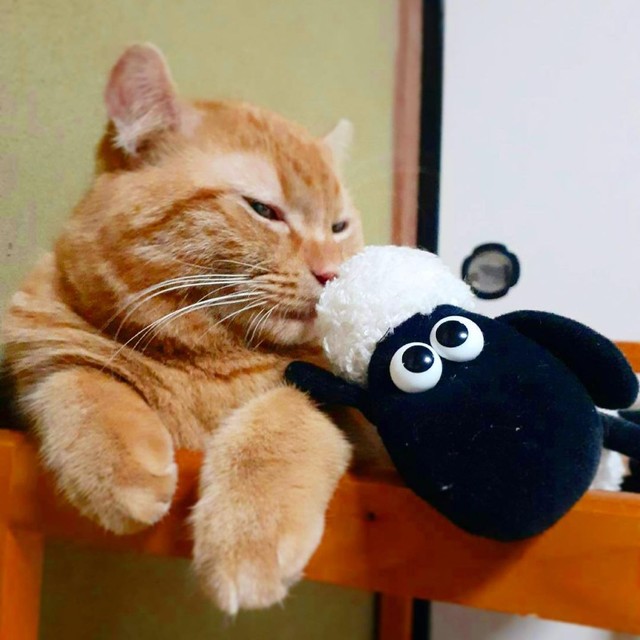 お気に入りのぬいぐるみと