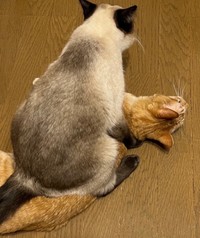 今ではこんなに大きくなっちゃいました（提供：ソレイユさん）